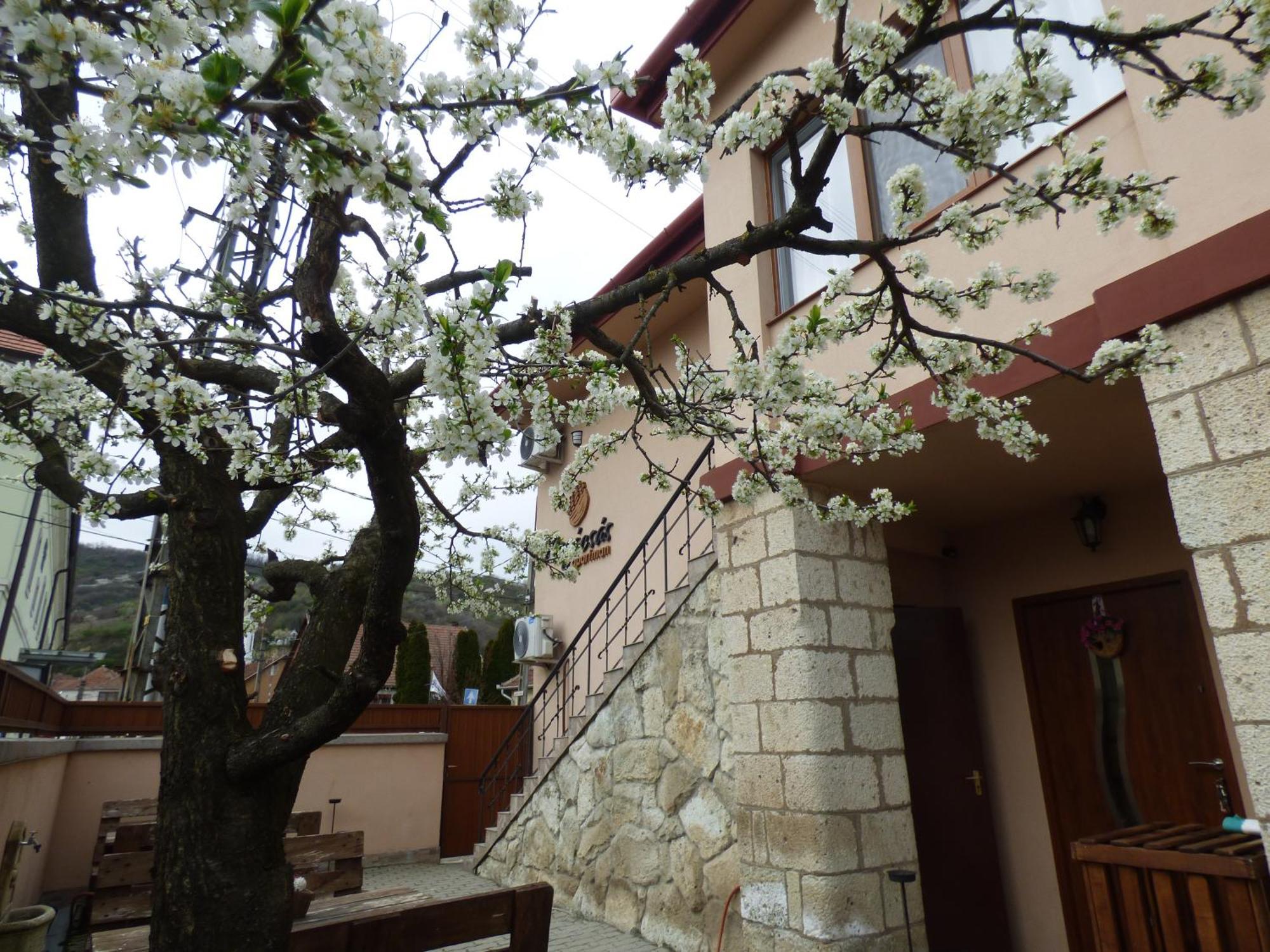 Pogacsas Apartman Apartment Tokaj Exterior photo